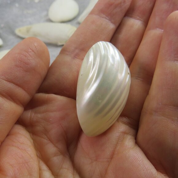 REAL White Sea Shells (8" Abalone Shell and variety of others) 2 pounds + - Picture 7 of 12